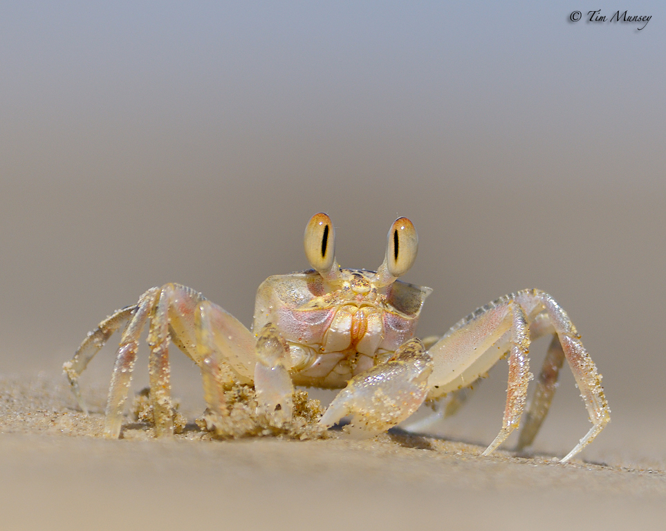 Sand Crab_2